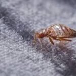 téléchargement (7)