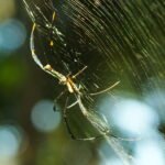 vecteezy_spider-in-the-cobweb-with-natural-green-forest-background-a_45690651